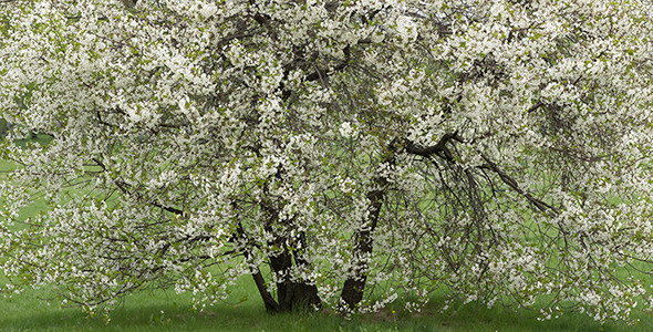 Spring Orchard Spring Orchard