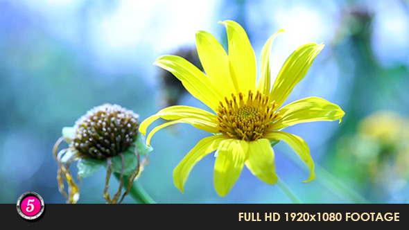 Flower 7 Flower 7