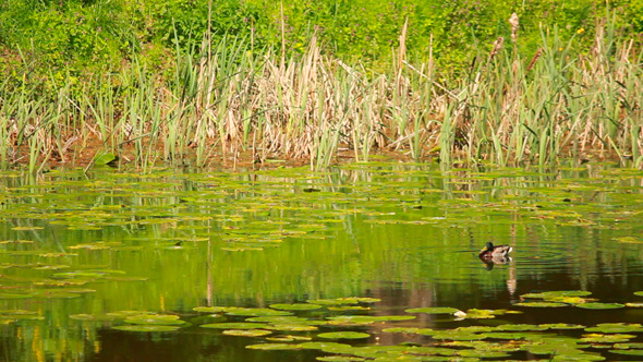 Duck Floats On Lake Duck Floats On Lake