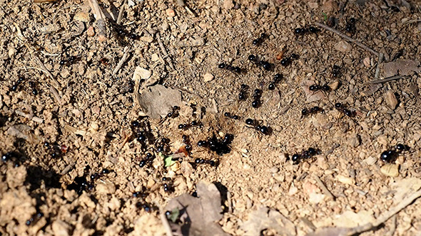 Ants Macro 1 Ants Macro 1