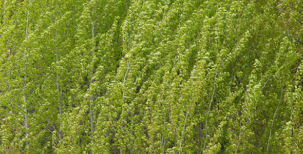 Spring Forest 03 Spring Forest 03
