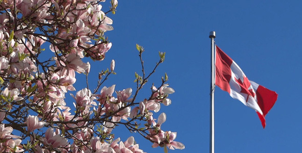 Canada Flag And Magnolia Flowers Canada Flag And Magnolia Flowers