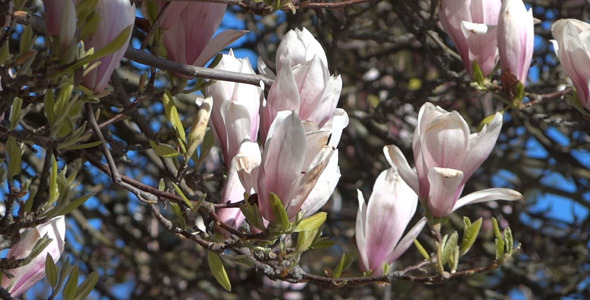 Magnolia Flowers On The Wind 03 Magnolia Flowers On The Wind 03