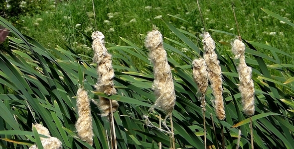 Cattails Cattails