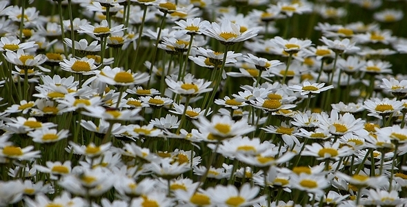 Daisies Leucanthemum Maximum 1 Daisies Leucanthemum Maximum 1