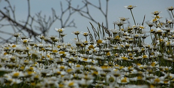 Daisies Leucanthemum Maximum 5 Daisies Leucanthemum Maximum 5