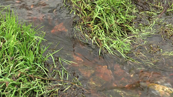 Water Flowing In A Small Stream Water Flowing In A Small Stream
