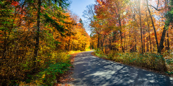 Road in fall forest