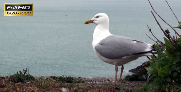 Seagull 2 Seagull 2