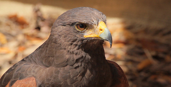 Hawk 2 Hawk 2