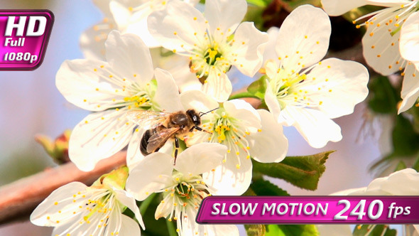 Collecting Nectar Collecting Nectar