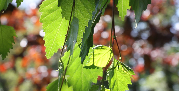 Leaves 28 Leaves 28