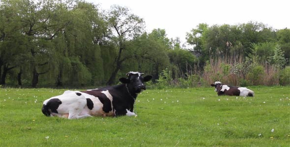 Cows Graze In The Meadow Cows Graze In The Meadow