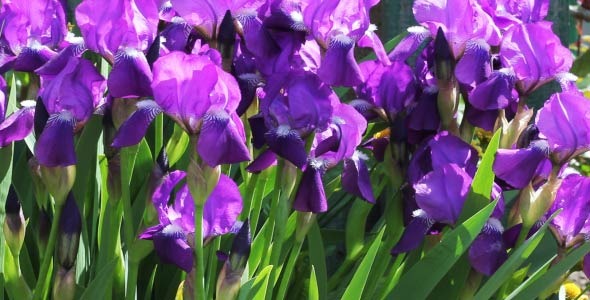 Iris Flowers Iris Flowers