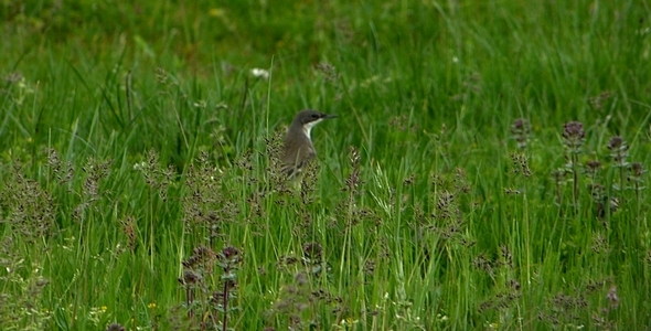 Yellow Wagtail Motacilla flava 2 Yellow Wagtail Motacilla flava 2