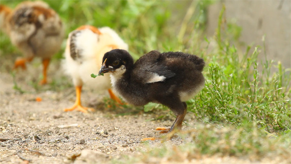 Baby Chicks Baby Chicks