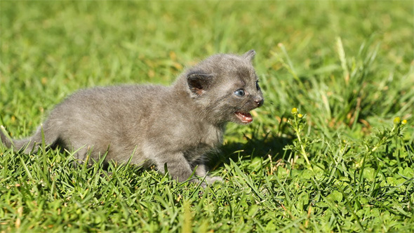 Baby Kitten Baby Kitten