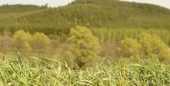 Green Grass Green Grass