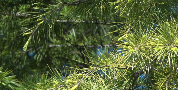 Fir Branches 09 Fir Branches 09