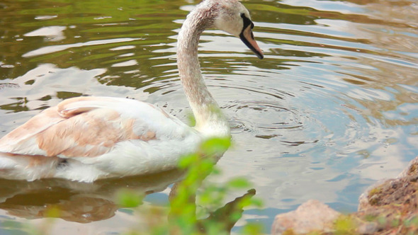 Swans 2 Swans 2