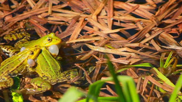 Frogs On Lake In Mating Season 2 Frogs On Lake In Mating Season 2