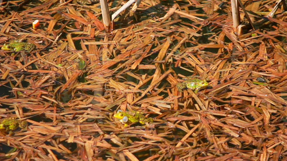 Frogs On Lake In Mating Season 1 Frogs On Lake In Mating Season 1
