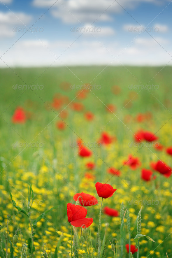 poppy flower meadow spring season