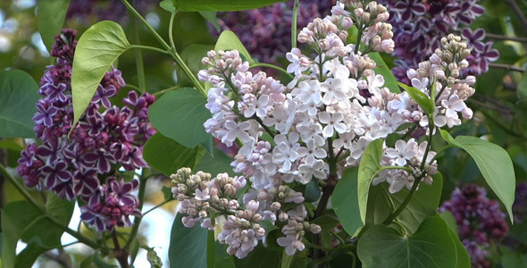 Lilac Flowers 03 Lilac Flowers 03