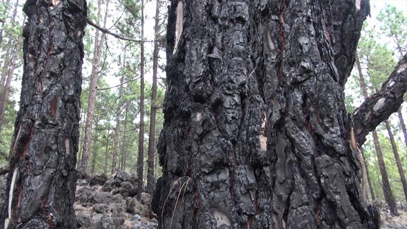 Forest After Fire Forest After Fire