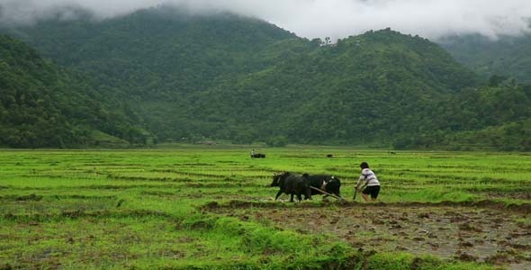 People Working In Rice Paddy 3 People Working In Rice Paddy 3