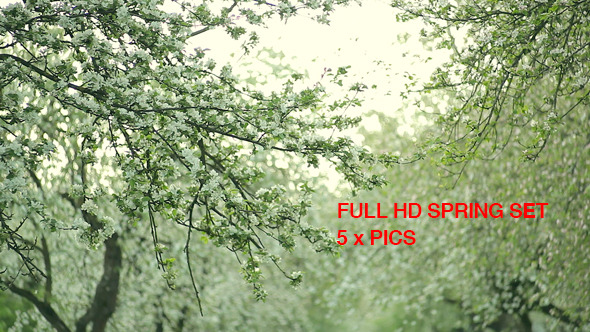 Spring Apple Tree Flowers Spring Apple Tree Flowers