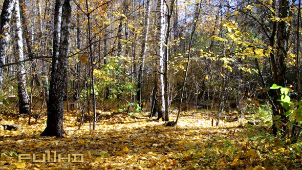 Forest in Autumn Season Forest in Autumn Season