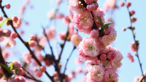 Blossom Sakura Blossom Sakura