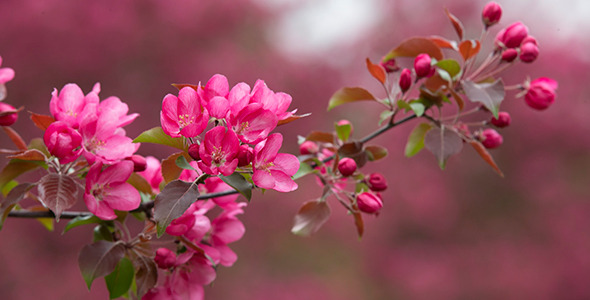 Branch of Blooming Apple Tree 02 Branch of Blooming Apple Tree 02