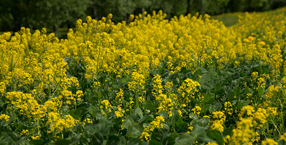 Yellow Wildflowers Yellow Wildflowers