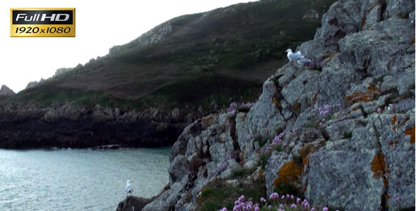 Seagull 4 Seagull 4