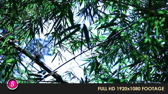 Forest 22 Forest 22