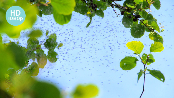 Feel Itchy with Midges Feel Itchy with Midges