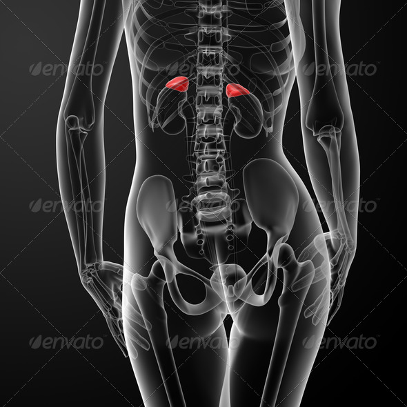 Female adrenal anatomy x-ray