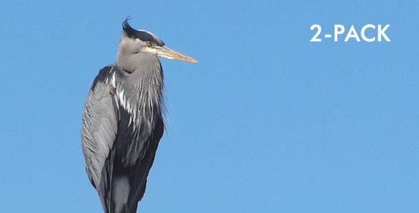 Heron In Harbor Pack of 2 Heron In Harbor Pack of 2