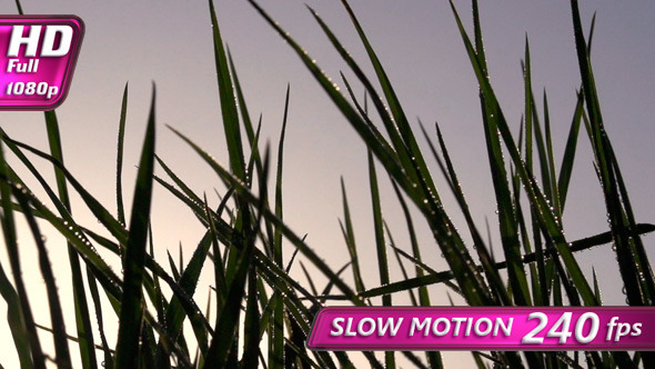 Early Morning Grass Early Morning Grass