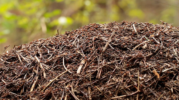 Ant Nest Ant Nest