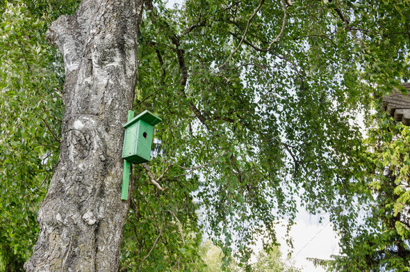bird house nesting-box hang on birch tree trunk