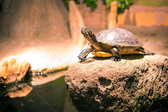 Turtle on the Rock