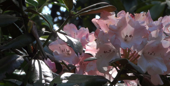 Pink Flowers Azalea Rhododendron 12 Pink Flowers Azalea Rhododendron 12
