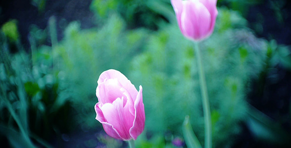 Wind Shakes Tulips 16 Wind Shakes Tulips 16