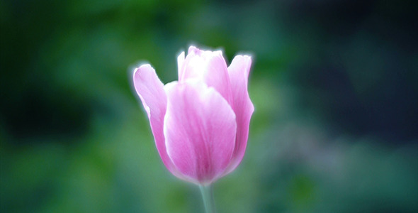 Wind Shakes Tulips 17 Wind Shakes Tulips 17
