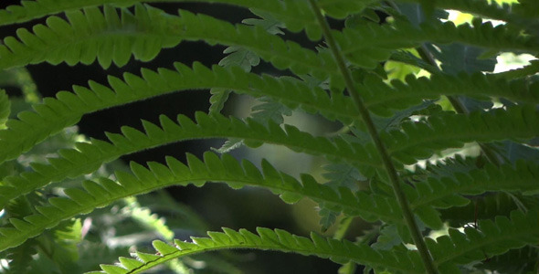 Fern In Forest 10 Fern In Forest 10