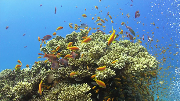 Colorful Fish on Vibrant Coral Reef 670 Colorful Fish on Vibrant Coral Reef 670