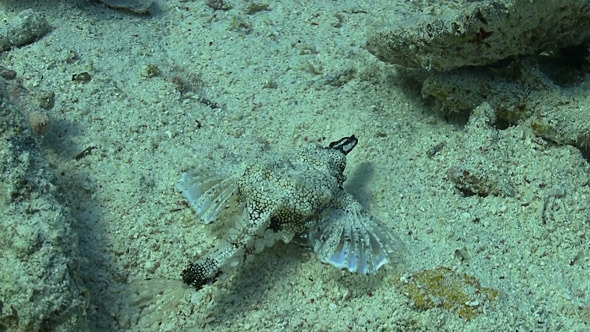 Tropical Fish on Coral Reef 690 Tropical Fish on Coral Reef 690